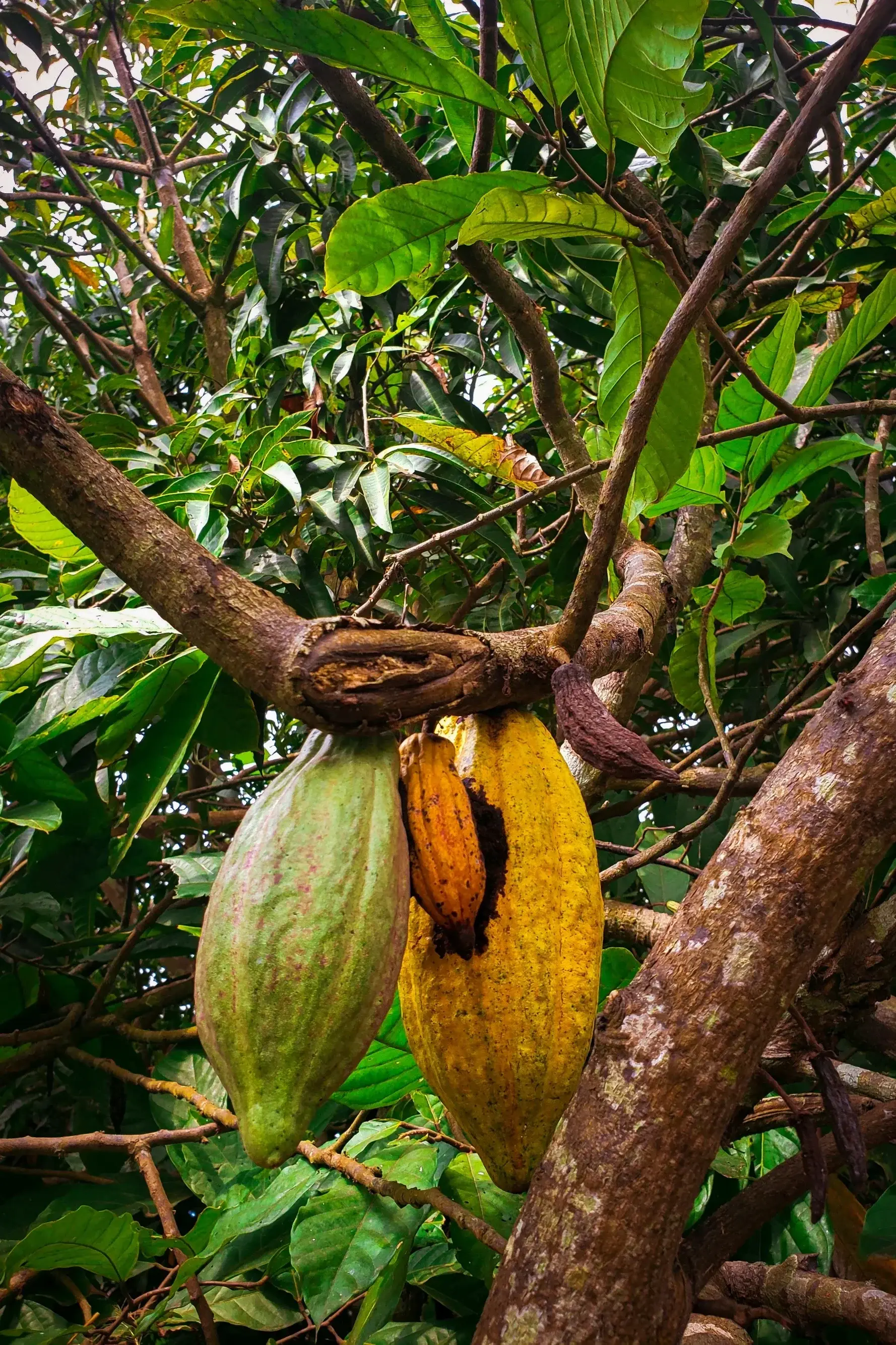 Kakaotrær med belger i ulike stadier, Finca La Esperanza
